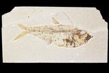 Bargain, Diplomystus Fossil Fish - Wyoming #89143-1